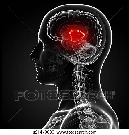 Male brain, artwork View Large Illustration Stock Illustration - Male brain, artwork. Fotosearch