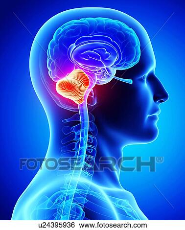 Male brain, artwork View Large Illustration Stock Illustration - Male brain, artwork. Fotosearch