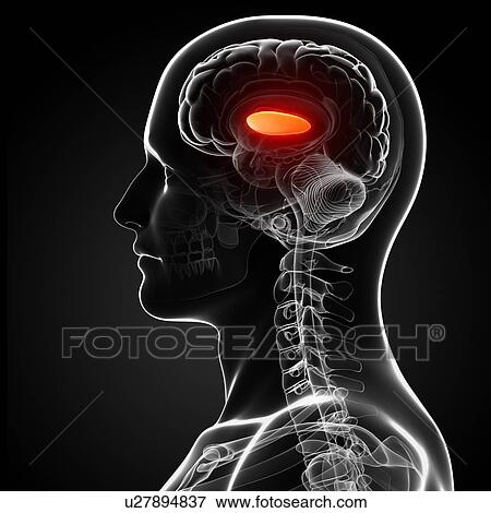 Male brain, artwork View Large Illustration Stock Illustration - Male brain, artwork. Fotosearch