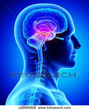 Male brain, artwork View Large Illustration Stock Illustration - Male brain, artwork. Fotosearch