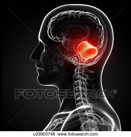Male brain, artwork View Large Illustration Stock Illustration - Male brain, artwork. Fotosearch