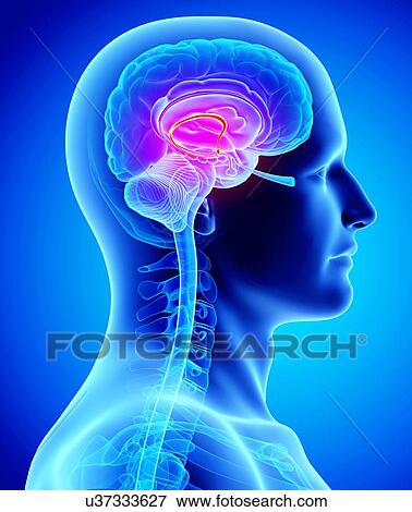 Male brain, artwork View Large Illustration Stock Illustration - Male brain, artwork. Fotosearch