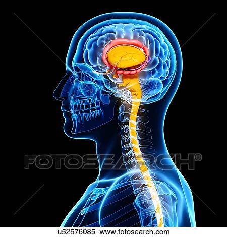 Male brain, artwork View Large Illustration Stock Illustration - Male brain, artwork. Fotosearch
