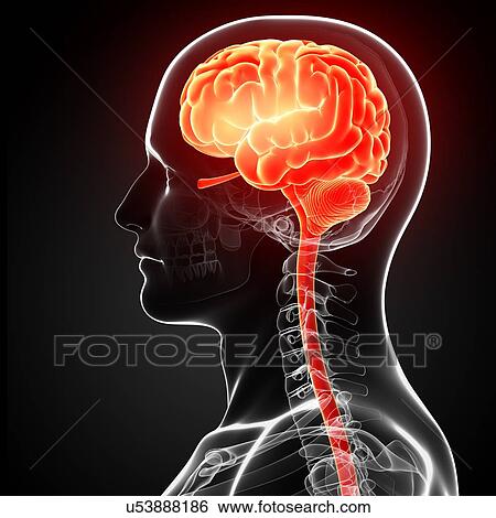 Male brain, artwork View Large Illustration Stock Illustration - Male brain, artwork. Fotosearch