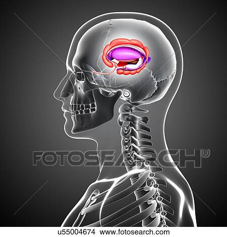 Male brain, artwork View Large Illustration Stock Illustration - Male brain, artwork. Fotosearch