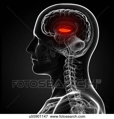 Male brain, artwork View Large Illustration Stock Illustration - Male brain, artwork. Fotosearch