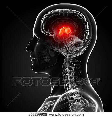 Male brain, artwork View Large Illustration Stock Illustration - Male brain, artwork. Fotosearch