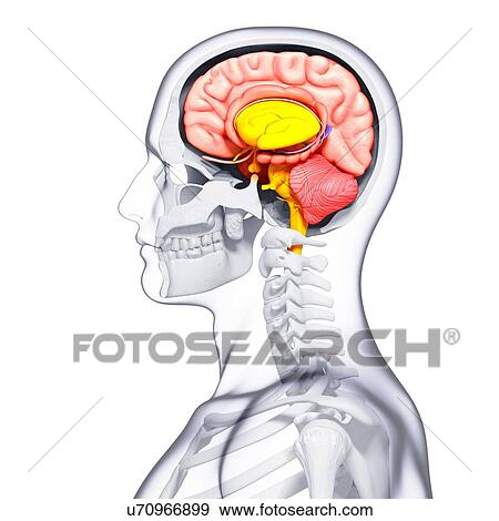 Stock Illustration - Male brain, artwork. Fotosearch