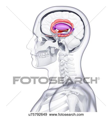 Stock Illustration - Male brain, artwork. Fotosearch