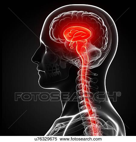 Male brain, artwork View Large Illustration Stock Illustration - Male brain, artwork. Fotosearch