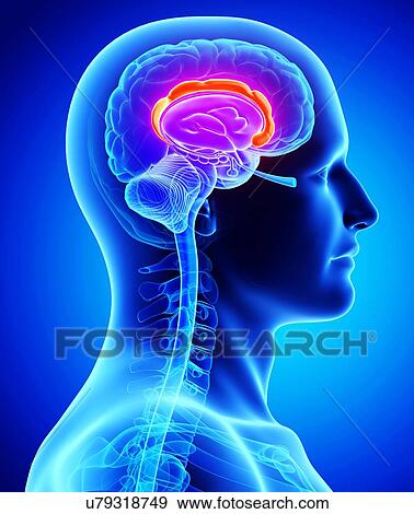 Male brain, artwork View Large Illustration Stock Illustration - Male brain, artwork. Fotosearch