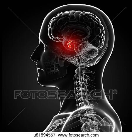 Stock Illustration - Male brain, artwork. Fotosearch