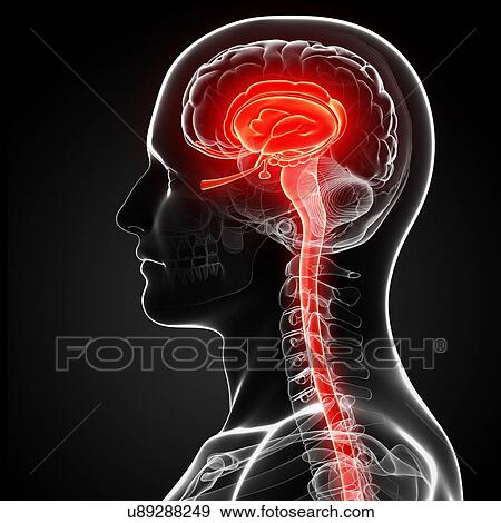 Stock Illustration - Male brain, artwork. Fotosearch