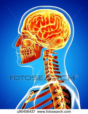 Male brain, artwork View Large Illustration Stock Illustration - Male brain, artwork. Fotosearch