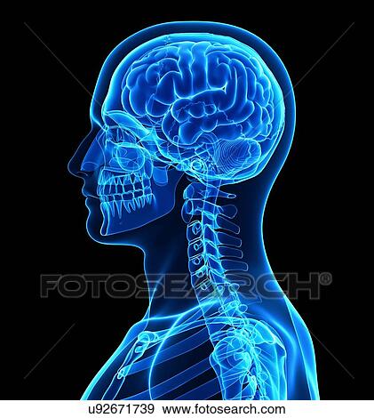 Stock Illustration - Male brain, artwork. Fotosearch
