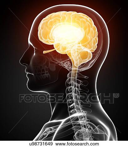Male brain, artwork View Large Illustration Stock Illustration - Male brain, artwork. Fotosearch