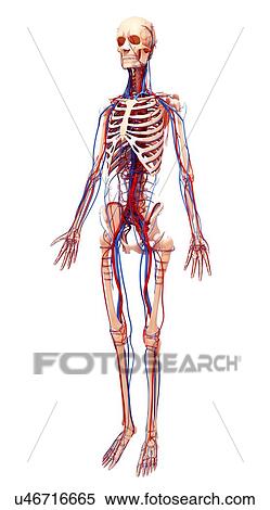 Stock Illustration - Male cardiovascular system, artwork. Fotosearch