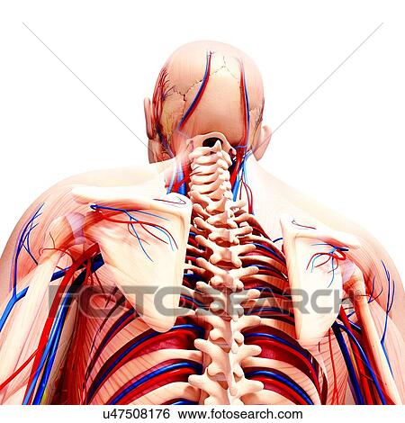 Stock Illustration - Male cardiovascular system, artwork. Fotosearch