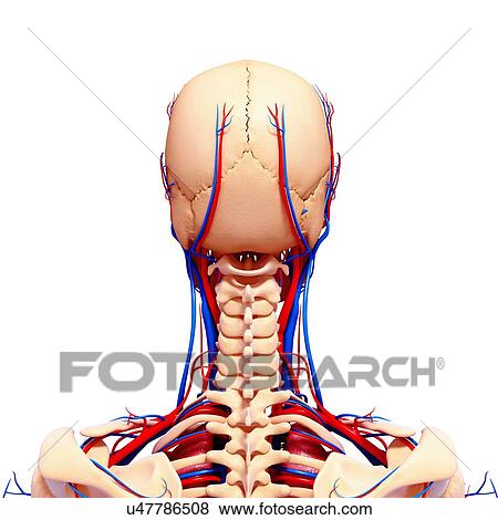 Male cardiovascular system, artwork View Large Illustration Stock Illustration - Male cardiovascular system, artwork. Fotosearch