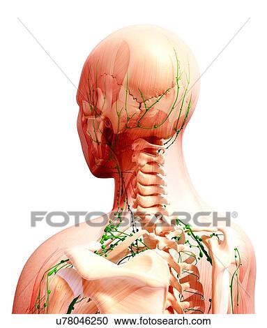 Male lymphatic system, artwork View Large Illustration Clipart - Male lymphatic system, artwork. Fotosearch