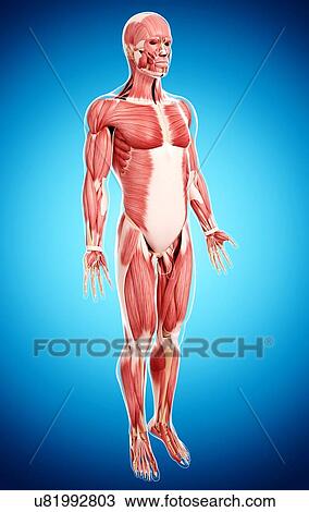 Drawing - Male musculature, artwork. Fotosearch