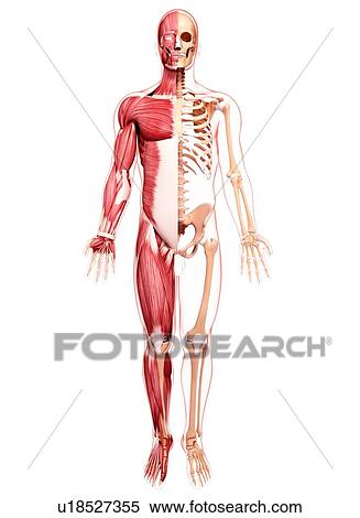 Stock Illustration - Male musculature, artwork. Fotosearch