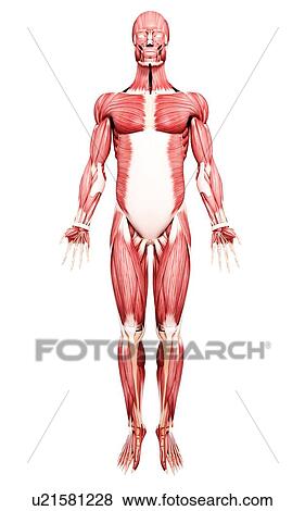 Stock Illustration - Male musculature, artwork. Fotosearch