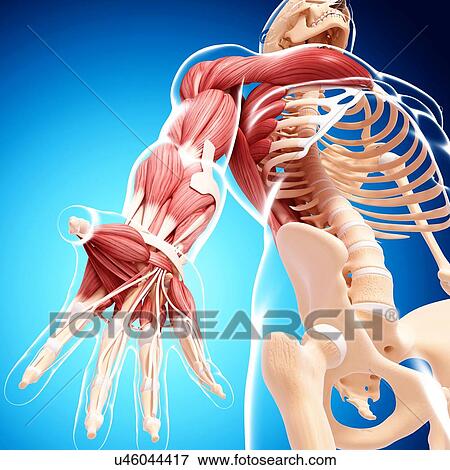 Male musculature, artwork View Large Illustration Stock Illustration - Male musculature, artwork. Fotosearch