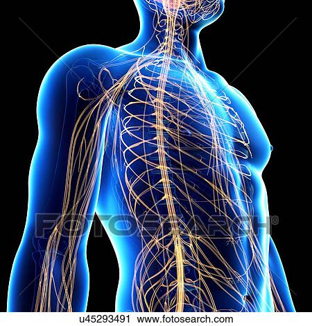 Male nervous system, artwork View Large Illustration Clip Art - Male nervous system, artwork. Fotosearch