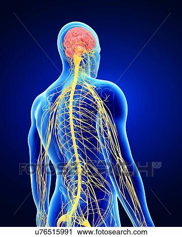 Clip Art - Male nervous system, artwork. Fotosearch