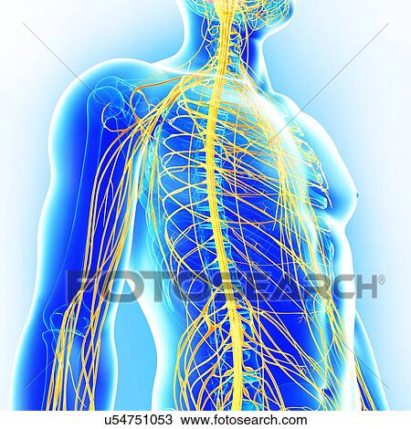 Drawing - Male nervous system, artwork. Fotosearch