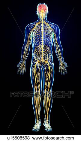 Stock Illustration - Male nervous system, artwork. Fotosearch