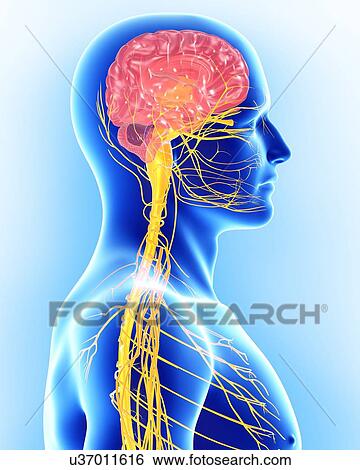 Stock Illustration - Male nervous system, artwork. Fotosearch