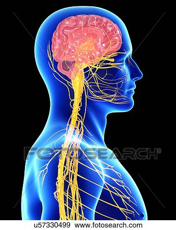 Stock Illustration - Male nervous system, artwork. Fotosearch