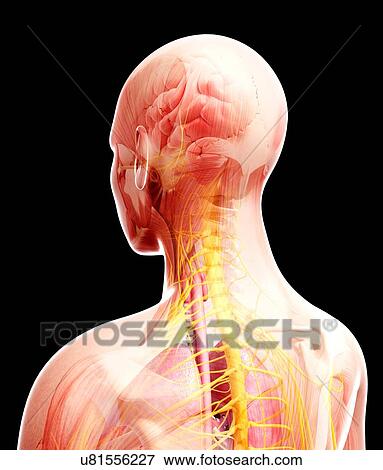 Male nervous system, artwork View Large Illustration Stock Illustration - Male nervous system, artwork. Fotosearch