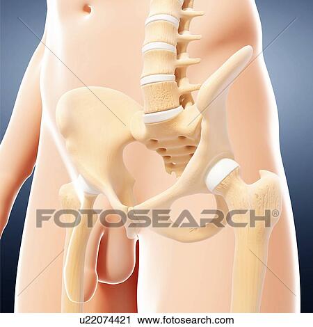 Male pelvic bones, artwork View Large Illustration Clip Art - Male pelvic bones, artwork. Fotosearch