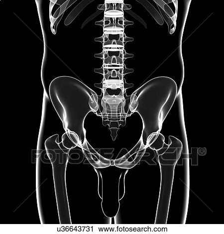 Male pelvic bones, artwork View Large Illustration Clip Art - Male pelvic bones, artwork. Fotosearch