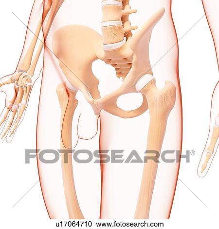 Male pelvic bones, artwork View Large Illustration Clipart - Male pelvic bones, artwork. Fotosearch