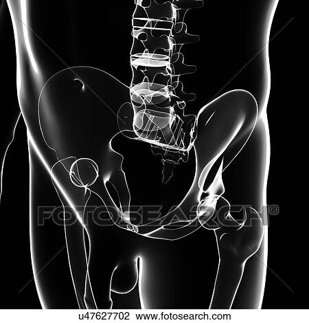 Male pelvic bones, artwork View Large Illustration Drawing - Male pelvic bones, artwork. Fotosearch