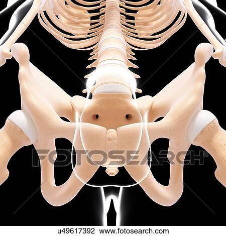Drawing - Male pelvic bones, artwork. Fotosearch