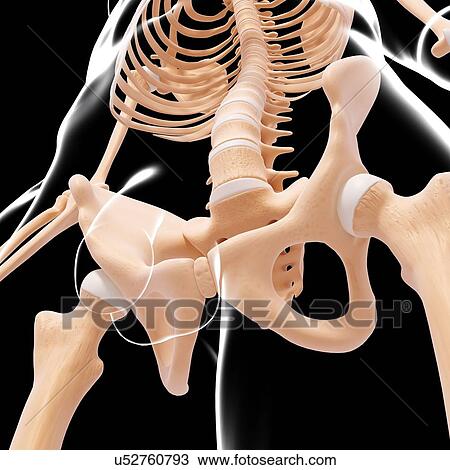 Male pelvic bones, artwork View Large Illustration Drawing - Male pelvic bones, artwork. Fotosearch