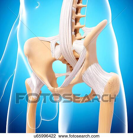 Male pelvic bones, artwork View Large Illustration Drawing - Male pelvic bones, artwork. Fotosearch
