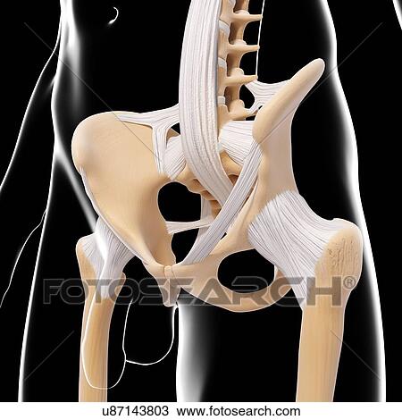 Drawing - Male pelvic bones, artwork. Fotosearch