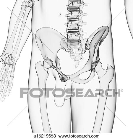 Male pelvic bones, artwork View Large Illustration Stock Illustration - Male pelvic bones, artwork. Fotosearch