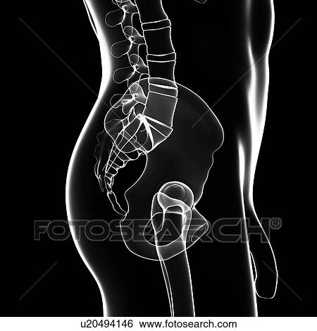 Male pelvic bones, artwork View Large Illustration Stock Illustration - Male pelvic bones, artwork. Fotosearch