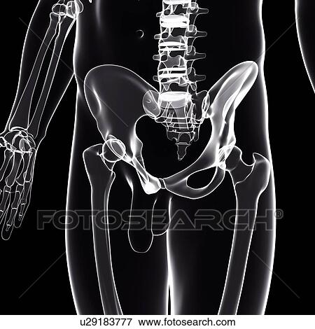 Stock Illustration - Male pelvic bones, artwork. Fotosearch
