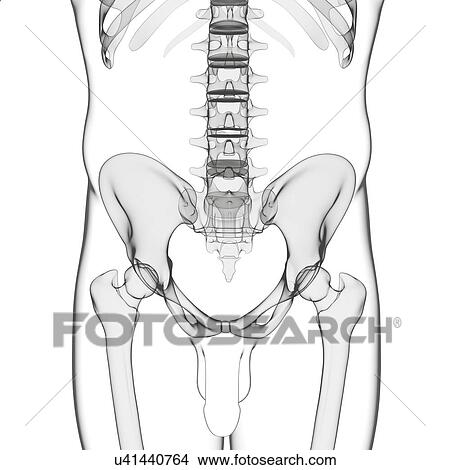 Stock Illustration - Male pelvic bones, artwork. Fotosearch