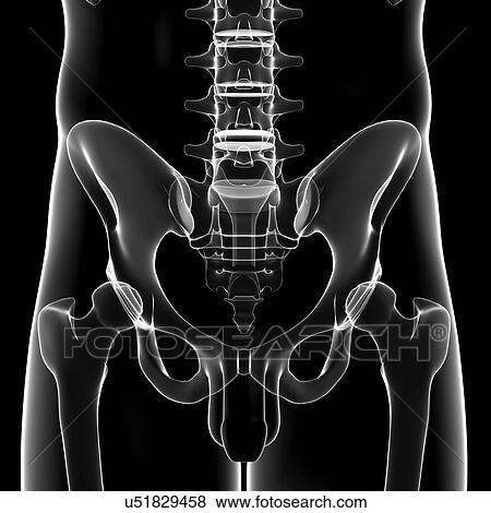 Stock Illustration - Male pelvic bones, artwork. Fotosearch