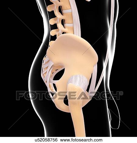 Male pelvic bones, artwork View Large Illustration Stock Illustration - Male pelvic bones, artwork. Fotosearch