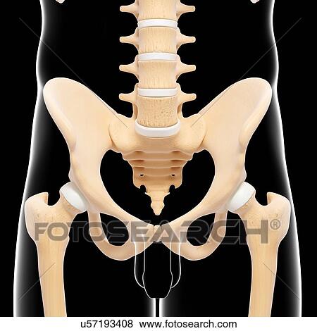 Male pelvic bones, artwork View Large Illustration Stock Illustration - Male pelvic bones, artwork. Fotosearch